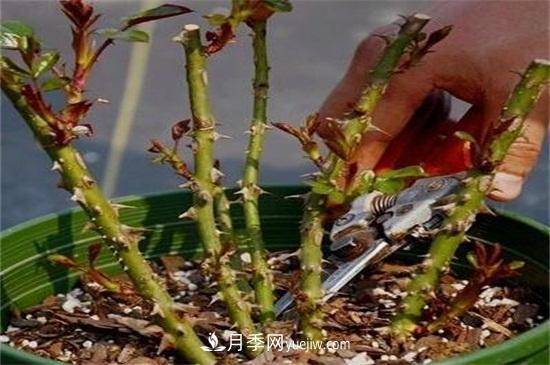 **次花后修剪主要集中在春(图2)