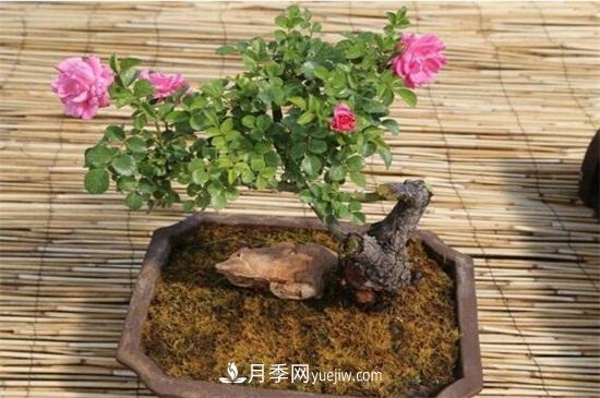 月季花可以浇茶叶水吗？不可以(图6)