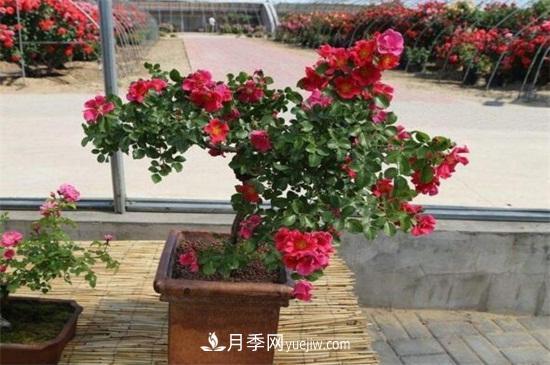 月季花可以浇茶叶水吗？不可以(图4)