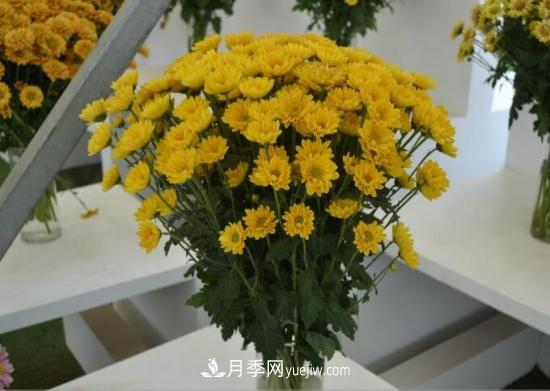 传统的四大切花包括月季，菊花，康乃馨，剑兰(图3)