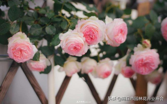 2020月季比美大赛！获奖大片欣赏！这大概是月季***美的打开方式了(图9)