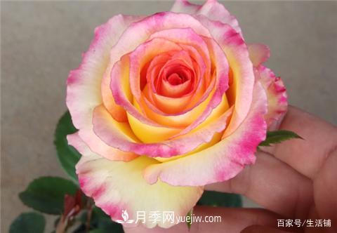 “最贵”的月季花，花朵大，颜色鲜艳，花香宜人(图1)