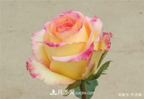 “最贵”的月季花，花朵大，颜色鲜艳，花香宜人(图2)
