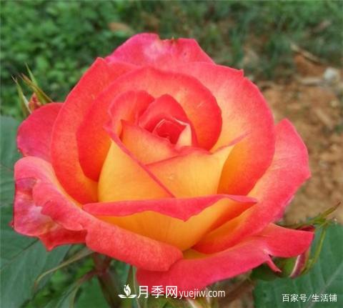 “最贵”的月季花，花朵大，颜色鲜艳，花香宜人(图5)