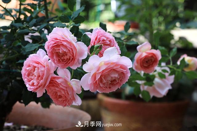 银禧庆典被称“最美玫瑰”，经典大花月季品种介绍(图3)