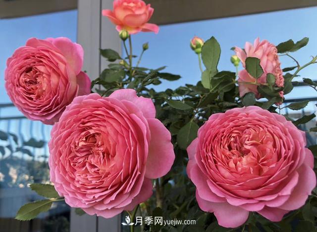 银禧庆典被称“最美玫瑰”，经典大花月季品种介绍(图2)