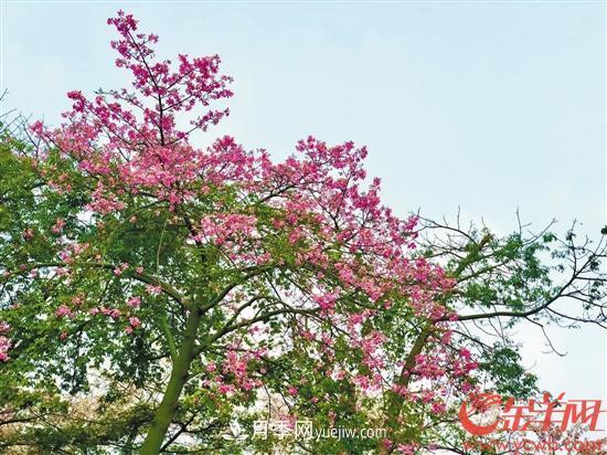 羊城的秋冬粉嫩可人 异木棉繁花装点了它(图1)