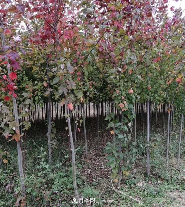南阳苗木基地，红枫和鸡爪槭好区别吗？(图2)