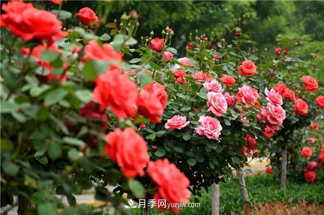 国花系列：花中皇后——月季：史上最全月季总览(图1)