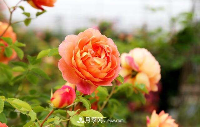 国花系列：花中皇后——月季：史上***全月季总览(图4)
