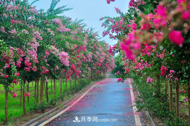 紫薇树上常见的白粉病，应该怎么防治？(图1)