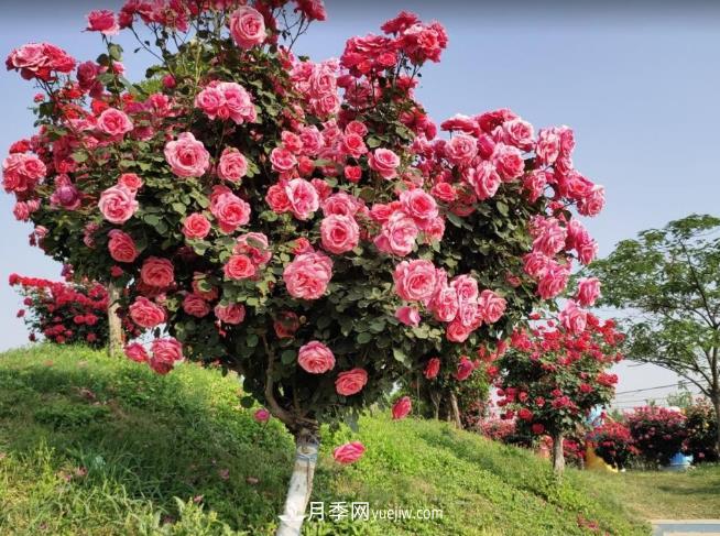 种了棵月季树，花开几十朵，个个比碗大，邻居天天惦记(图2)