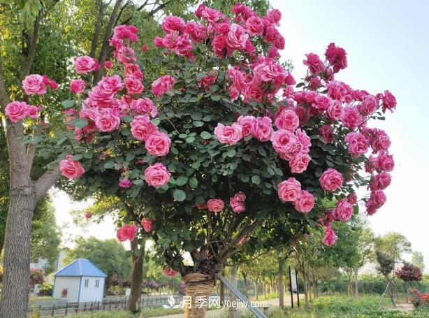 种了棵月季树，花开几十朵，个个比碗大，邻居天天惦记(图1)