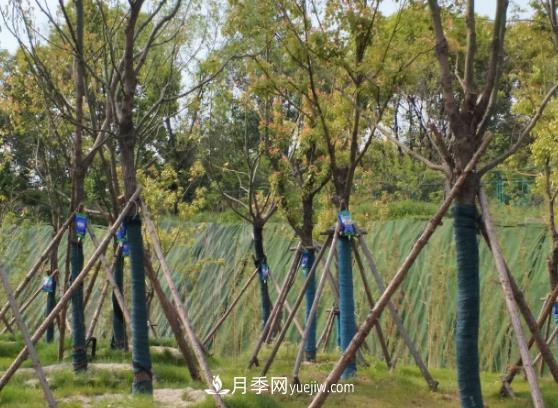大树移栽日常养护管理技术(图1)