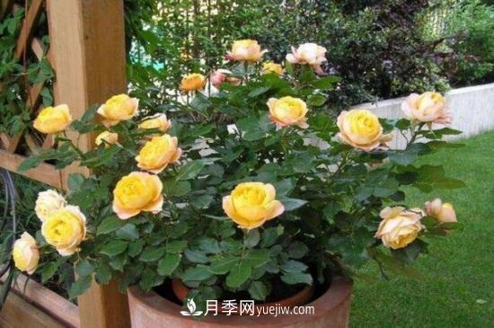 月季花长蚜虫怎么办？5个治疗方法轻松解决(图1)