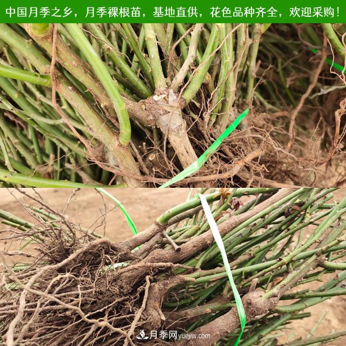 月季裸根苗种植技术(图1)