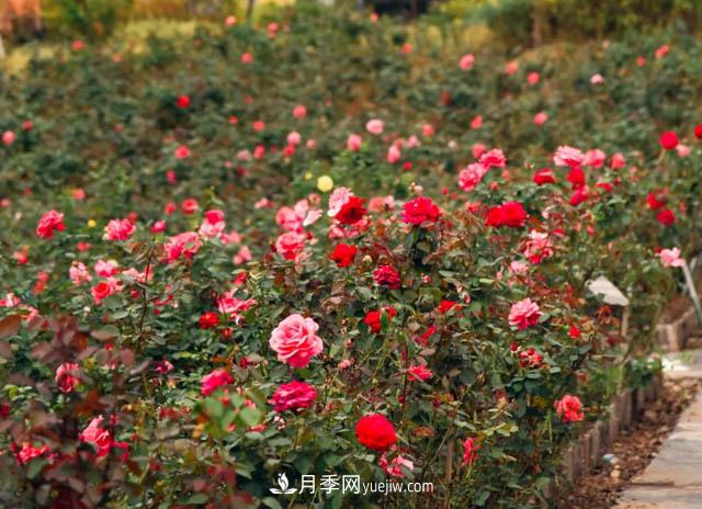 初冬赏花何处去？南京江宁这个近400亩的月季花海，赶紧安排！(图5)