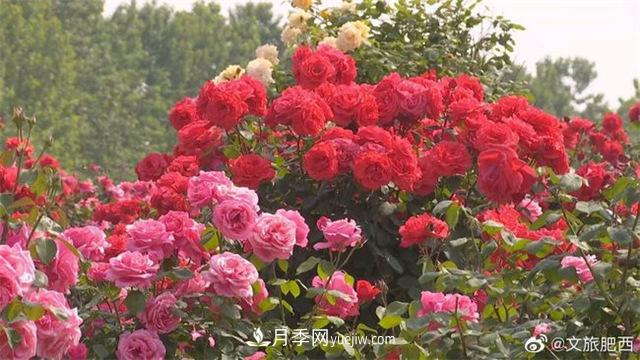 肥西县三河镇百亩树状月季园：花开正艳，产业增收(图1)