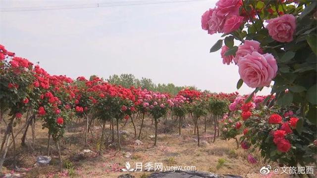 肥西县三河镇百亩树状月季园：花开正艳，产业增收(图2)