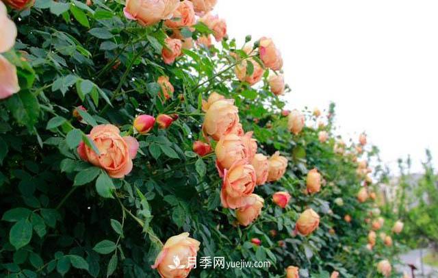 信阳百花园的香水月季花廊真美(图3)