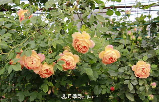 信阳百花园的香水月季花廊真美(图2)