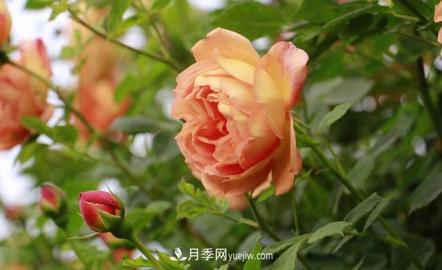 信阳百花园的香水月季花廊真美(图1)