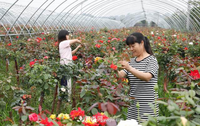 河南平顶山宝丰：发展月季种植 助力乡村振兴(图2)