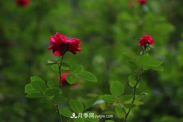 月季正红：唯有此花开不厌，一年长占四时春(图2)
