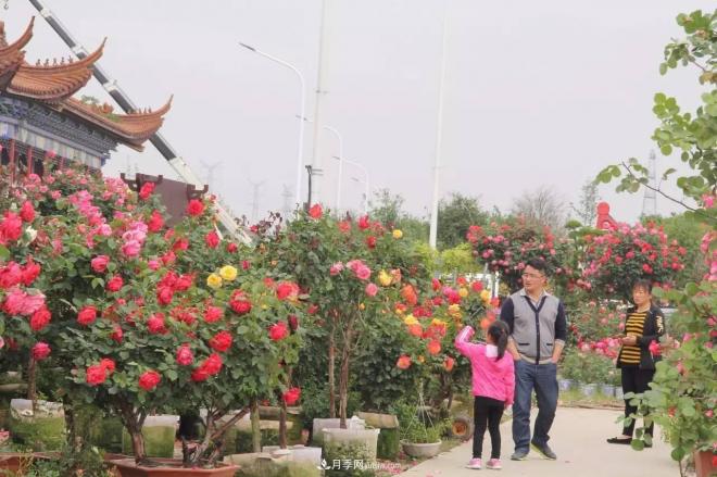 南阳月季批发：唯有此花开不厌，一年长占四时春(图7)