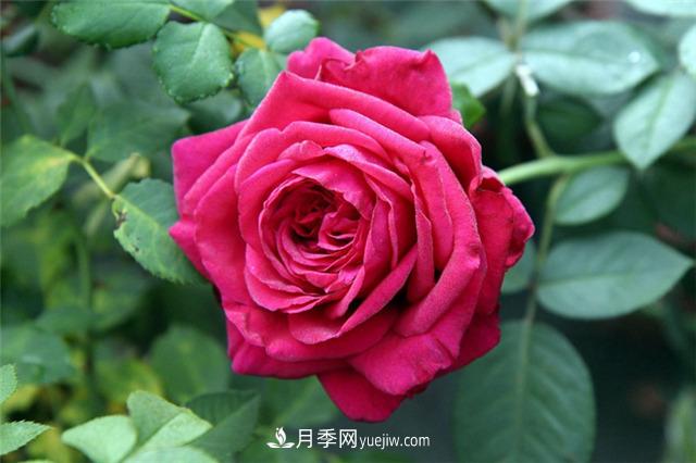 月季花盲枝是什么原因(图1)