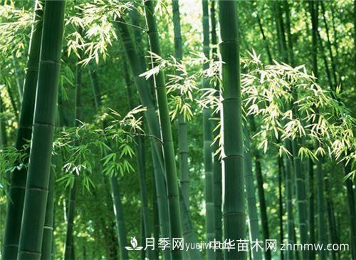 花中四君子是指哪些植物(图1)