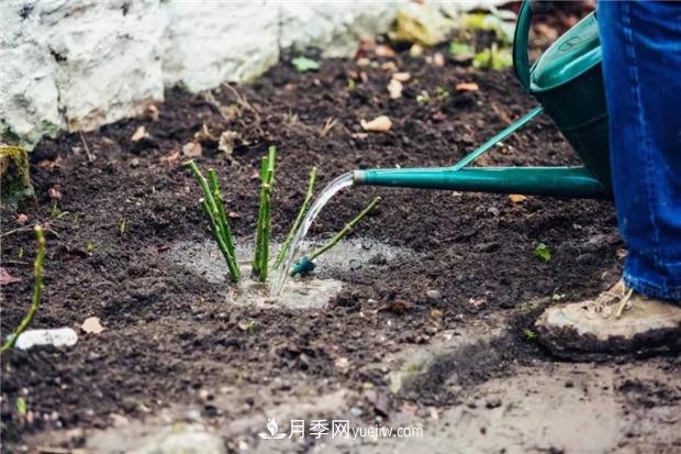 秋冬季节买的裸根月季苗，选购、上盆和恢复指南，南北地区差别大(图3)