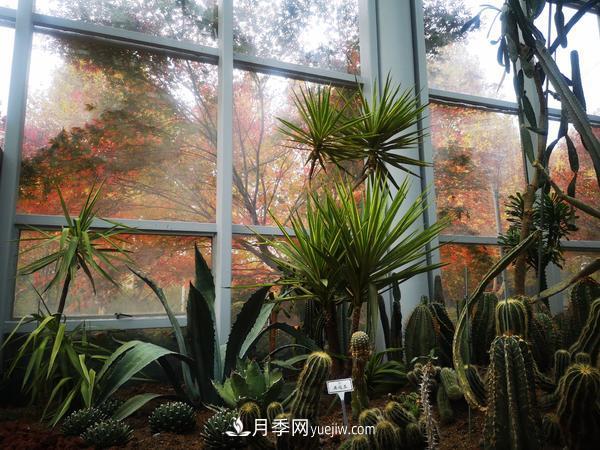 12种稀奇植物首次落户郑州植物园,免费对外展览(图1) 12种稀奇植物首次落户郑州植物园,免费对外展览(图1)