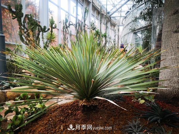 12种稀奇植物首次落户郑州植物园,免费对外展览(图2) 12种稀奇植物首次落户郑州植物园,免费对外展览(图2)