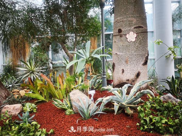 12种稀奇植物首次落户郑州植物园,免费对外展览(图3) 12种稀奇植物首次落户郑州植物园,免费对外展览(图3)