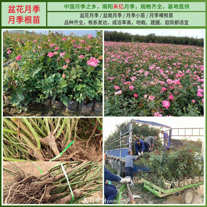 南阳禾亿月季基地，树状月季和月季裸根苗大量上市欢迎采购(图3)