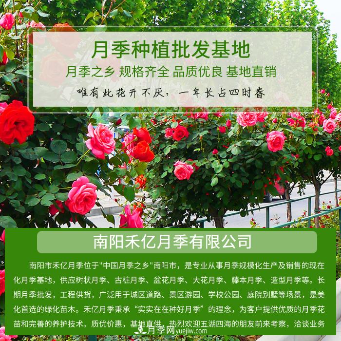 南阳禾亿月季基地，树状月季和月季裸根苗大量上市欢迎采购(图1)