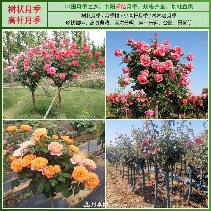 南阳禾亿月季基地，树状月季和月季裸根苗大量上市欢迎采购(图2)