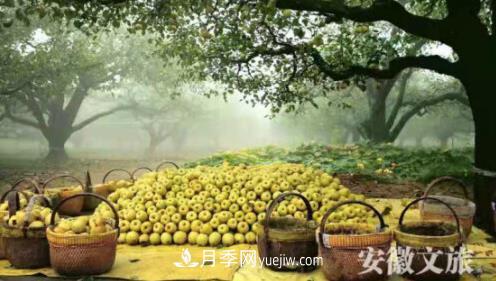 梨都砀山：万家电商遍地开花 产业扶贫硕果累累(图1)