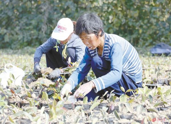 驻马店驿城：种植石楠苗木 绿色生态发展(图1)