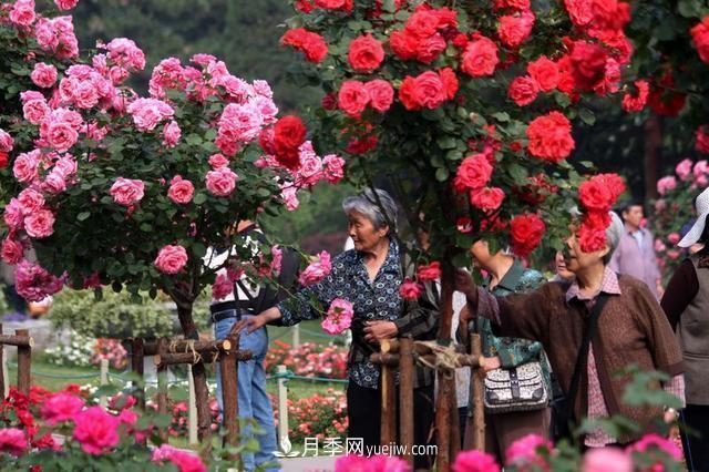 家庭园艺选择树状月季，花期长生命力强种植简单(图2)