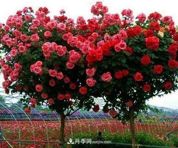 家庭园艺选择树状月季，花期长生命力强种植简单(图1)