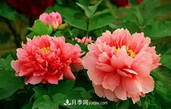 十大耐寒名花，判断耐寒性较强的花卉(图1)