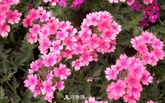 为啥这些花能脱颖而出，成为国庆花坛里的主流(图6)