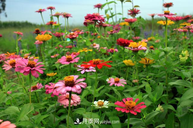 为啥这些花能脱颖而出，成为国庆花坛里的主流(图7)