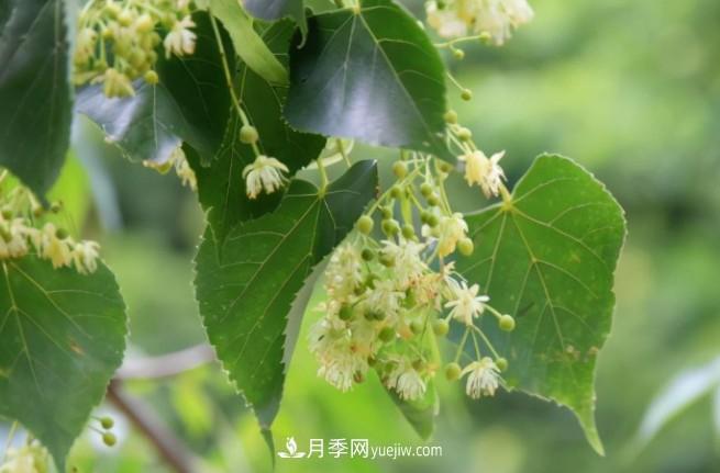 ***值得推荐的5大行道树品种(图1)