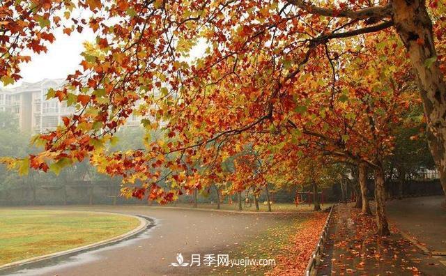 ***值得推荐的5大行道树品种(图2)