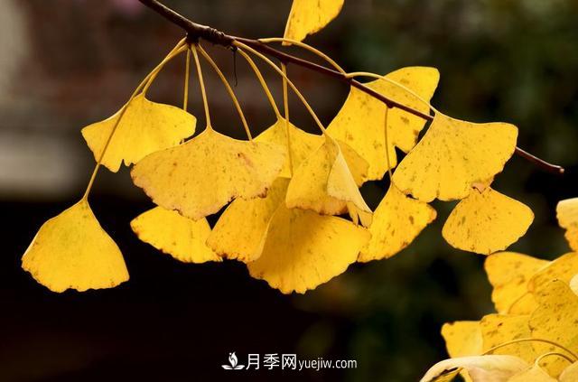 ***值得推荐的5大行道树品种(图3)