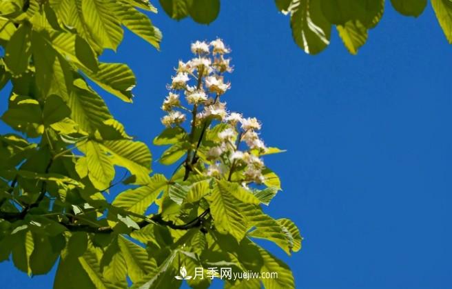 ***值得推荐的5大行道树品种(图5)