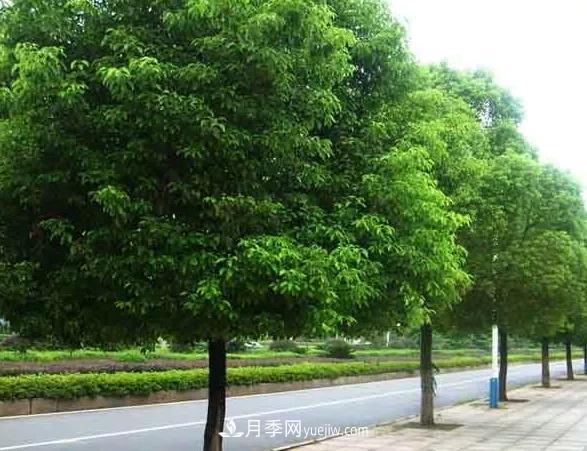 种植南阳香樟的效益为何越来越好?(图1) 种植南阳香樟的效益为何越来越好?(图1)